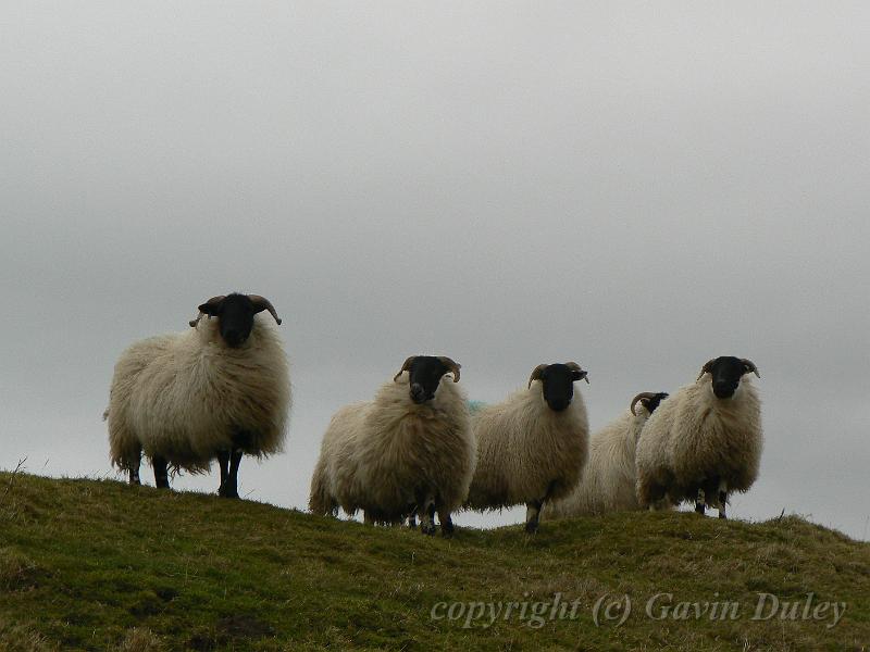 Killer sheep ready to attack, Carrawburgh Temple of Mithras P1060745.JPG